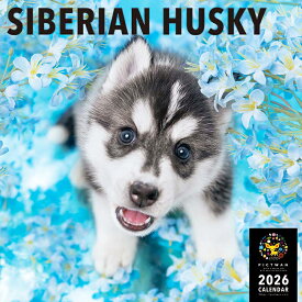 ［公式］PICTWANカレンダー 2026年【L判】シベリアン・ハスキー【送料無料】かわいい 犬 子犬 いぬ 壁掛け 犬種別 カレンダー SIBERIAN HUSKY