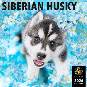 mnPICTWANJ_[ 2026NyLzVxAEnXL[yz킢  q  Ǌ|  J_[ SIBERIAN HUSKY