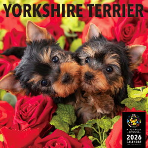 mnPICTWANJ_[ 2026NyLz[NV[EeAyz킢  q  Ǌ|  J_[ [L[ [NVeA YORKSHIRE TERRIER