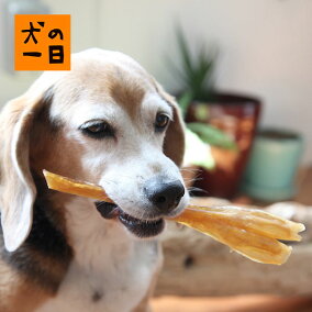 楽天市場 ガム 適正犬種 柴犬 人気ランキング1位 売れ筋商品