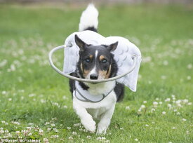 楽天市場 盲目 犬の通販