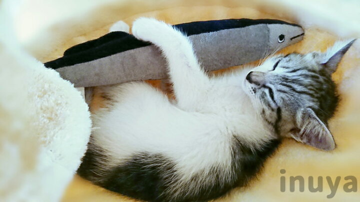 楽天市場 犬 おもちゃ サンマ ぬいぐるみ 犬 魚 さんま 秋刀魚 秋冬 お誕生日 ギフト プレゼント 犬屋 お祝い ホワイトデー バレンタインデー ベストエバー 犬屋楽天市場店
