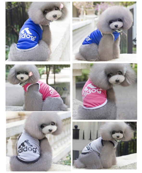 訳アリ 犬服 ミニチュアダックス チワワ メール便送料無料 小型犬用 ドッグウェア カラーサマータンクトップ 春夏服 トイプードル