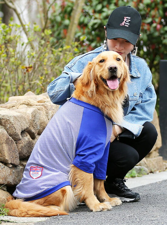 楽天市場 ユニオンジャックワッペン ボーダー 犬服 Tシャツ 中型犬 大型犬用 さわやか ビッグtシャツ 大型犬 超大型犬 散歩 部屋着 春 夏 柴犬 ラブラドール ゴールデン バーニーズ など セール 犬屋楽天市場店