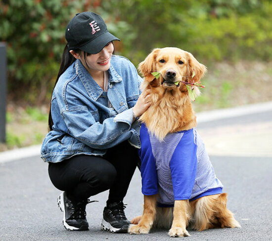 楽天市場 ユニオンジャックワッペン ボーダー 犬服 Tシャツ 中型犬 大型犬用 さわやか ビッグtシャツ 大型犬 超大型犬 散歩 部屋着 春 夏 柴犬 ラブラドール ゴールデン バーニーズ など セール 犬屋楽天市場店