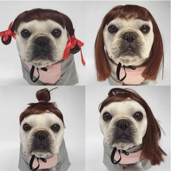 楽天市場 犬用 カツラ かつら ウィッグ 女の子用 おさげ キャップ 帽子変身 かぶりもの 犬屋 犬屋楽天市場店