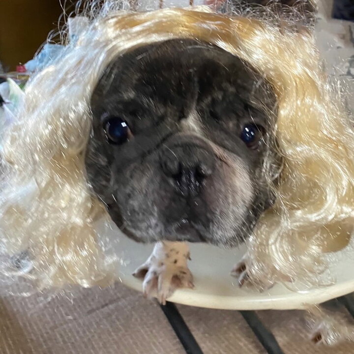 楽天市場 犬猫用 カツラ かつら ウィッグ 女の子用 金髪 キャップ 帽子変身 かぶりもの ヘアアクセサリー 犬屋 送料無料 犬屋楽天市場店