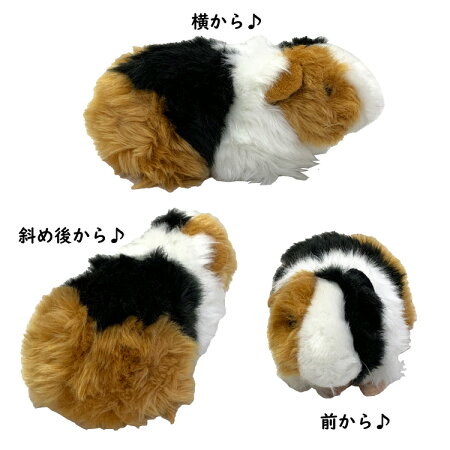 楽天市場 あす楽 モルモット ぬいぐるみ 3種 イングリッシュ 天竺鼠 癒し かわいい ふわふわ ハイクオリティー ねずみ おもちゃ お誕生日 ギフト プレゼント 犬屋 お祝い 敬老の日 クリスマス 犬屋楽天市場店