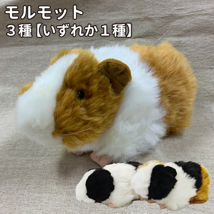 楽天市場】犬 グッズ リアル モルモット ぬいぐるみ 3種 