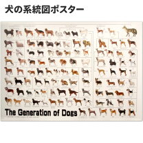 楽天市場】犬の系統図 ドッグジェネレーション ポスターの通販