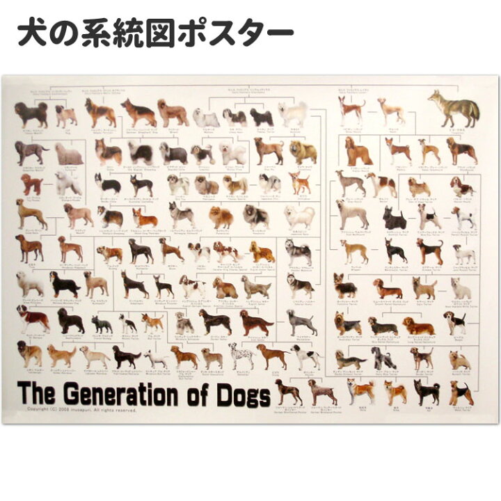 楽天市場】犬の系統図 ドッグジェネレーション ポスター A1サイズ Vol  