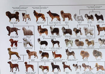 楽天市場 犬の系統図 ドッグジェネレーション ポスター A1サイズ Vol 3 改定版 犬屋 グッズ いぬさぷり 犬屋楽天市場店