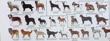 犬 系統図 犬 系統図 Pdf Blogwalljpgochu
