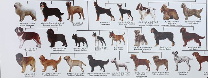 楽天市場 あす楽 犬の系統図 ドッグジェネレーション ポスター A1サイズ Vol 3 改定版 犬屋 グッズ いぬさぷり 犬屋楽天市場店