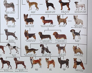 楽天市場 犬の系統図 ドッグジェネレーション ポスター A1サイズ Vol 3 改定版 犬屋 グッズ いぬさぷり 犬屋楽天市場店