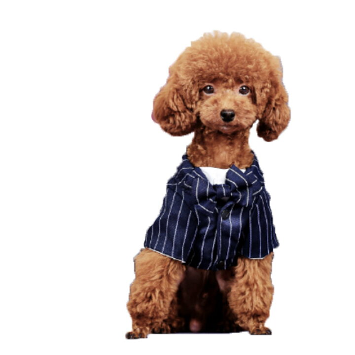楽天市場 犬 服 タキシード ストライプ 青 小型犬 フォーマル 春 夏秋 Hoopet ブランド 結婚式 披露宴 パーティー ドレス シャツ トイプードル ペット 洋服 犬屋楽天市場店