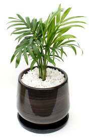 楽天市場 和モダン 観葉植物 花 観葉植物 花 ガーデン Diyの通販 楽天市場 和モダン 観葉植物 花 観葉植物 花 ガーデン Diyの通販