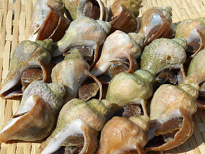 青つぶ (殻付き 11-14個) 1kg北海道産 磯ツブ ボイル冷凍 送料無料