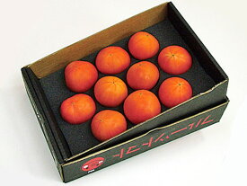 北海道下川町産フルーツトマト(800g・A品)×1箱(8〜15玉程度）7月上旬発送開始