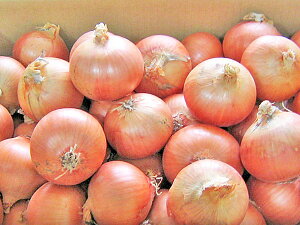 ʂ˂(LTCY) 5kg kCY܂˂9{Jn