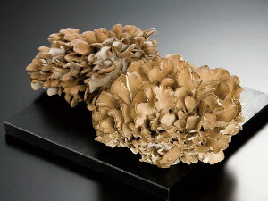 劔1.8`2Kg(4`5)kCʎY ܂