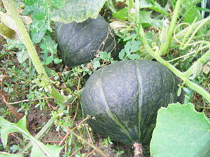 dIEIڂ 10kg(5`7)×1 kCY Z9{JnI