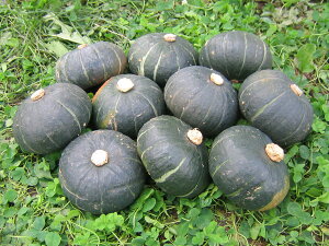 @V(IV)ڂ4kg (13-16)@1250`300gkCY Z 9{JnI