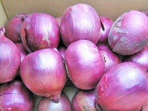 ʂ˂(L`LTCY) 5kgkCY Ԃ܂˂9{Jn