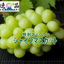 シャインマスカット 大2房●約1kg●贈答用ギフト●山梨県産●送料無料●産地直送ブドウ●9月お届け(R)