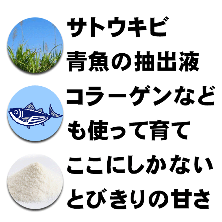 ヤモト農園の高級サクランボ 2Lサイズ 1kg 6月1-25日頃お届け 佐藤錦 紅秀峰 特秀 贈答用ギフト 送料無料 山梨産(R) 山梨の美味しい果物/逸品やまなし さくらんぼ箱 L-2520FS さくらんぼ400g FS 179.5×257×56mm 1ケース100枚入り ヤマニパッケージ