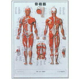 3D人体チャート(骨格筋)(SR-116C)