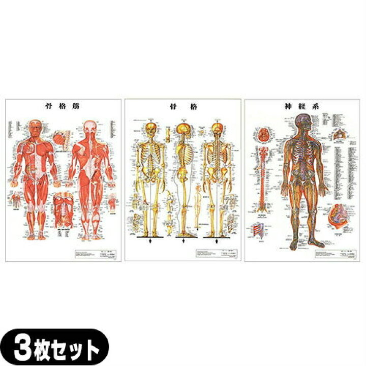 楽天市場】【検査】医道の日本社 人体解剖学チャート骨格筋 ポスター 3 