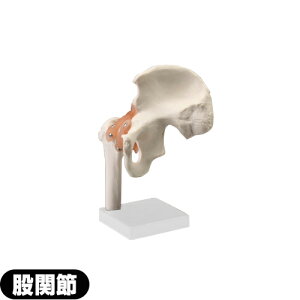 �y�l�̖͌^�z�T���|�[ �G�X�L���A(S+CURE) �Ҋ֐ߖ͌^ SR-0461 - ����(���񂱂�)�A��ڍ�(������������)���܂񂾊֐߃��f���B�x�ѕt�B���^�C�v�ysmtb-s�z