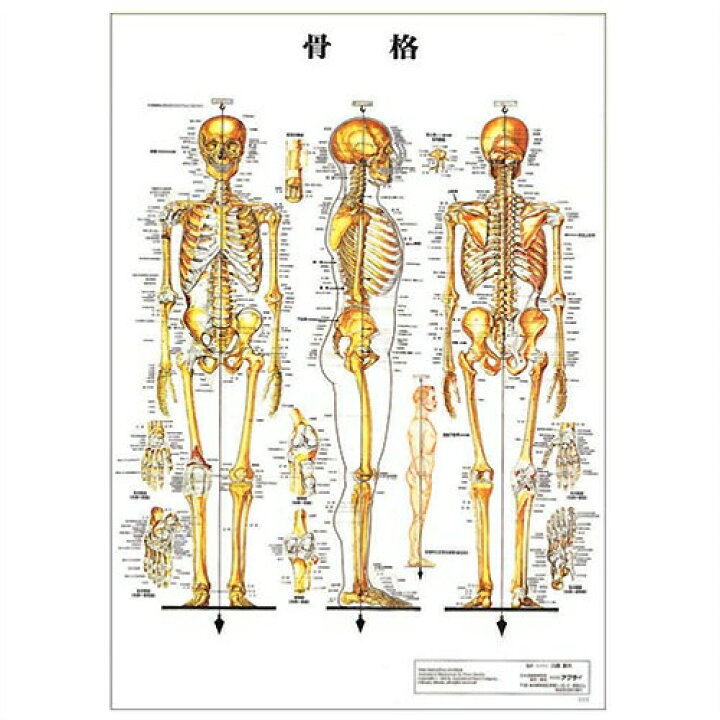 楽天市場】【検査】医道の日本社 人体解剖学チャート骨格筋 ポスター 3 