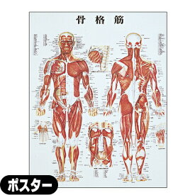 【検査】医道の日本社 人体解剖学チャート骨格筋 ポスター パネルなし(SR-116A) - 縦86x横62cm 表面仕上げはラミネート加工。【smtb-s】