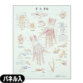 手と手首 パネル入(SR-120B)【smtb-s】