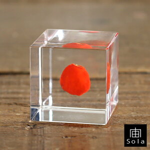 ��-sola- �\�� sola cube ���C���[�� �A�N�����L���[�u�E�T�M�m�l�h�R