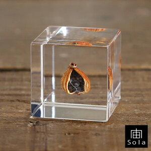 ��-sola- �\�� sola cube �Q�b�g�E �A�N�����L���[�u�E�T�M�m�l�h�R