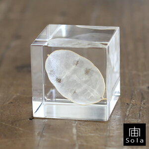 ��-sola- �\�� sola cube ���i���A �A�N�����L���[�u�E�T�M�m�l�h�R