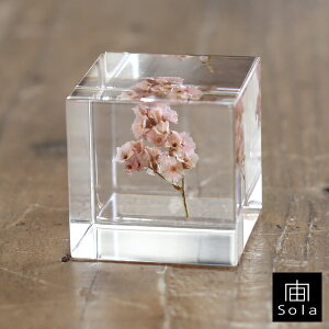 ��-sola- �\�� sola cube �T�}�[�`�F���[ �A�N�����L���[�u�E�T�M�m�l�h�R