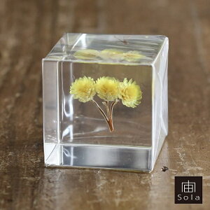 ��-sola- �\�� sola cube �C���[�e�� �A�N�����L���[�u�E�T�M�m�l�h�R