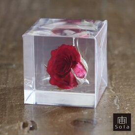 宙-sola- ソラ sola cube rose ローズ バラ 薔薇 ポリエステルキューブウサギノネドコ