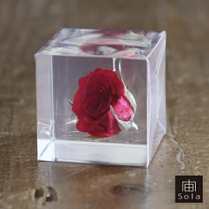 ��-sola- �\�� sola cube rose ���[�Y �o�� �K�N �|���G�X�e���L���[�u�E�T�M�m�l�h�R