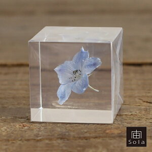 -sola- \ sola cube siberian larkspur ftBjE |GXeL[uETMmlhR