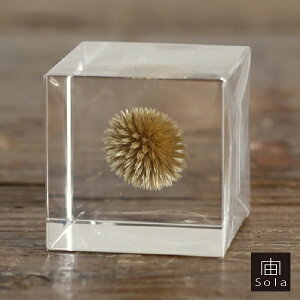 -sola- \ sola cube ^}AU~ ANL[uETMmlhR