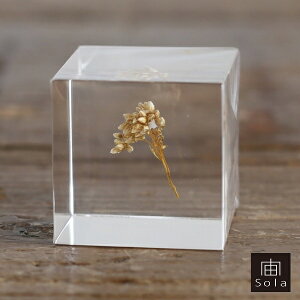 -sola- \ sola cube CXt[ ANL[uETMmlhR