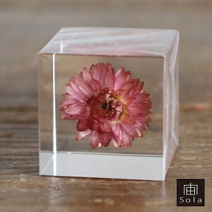��-sola- �\�� sola cube �J�C�K���\�E �A�N�����L���[�u�E�T�M�m�l�h�R