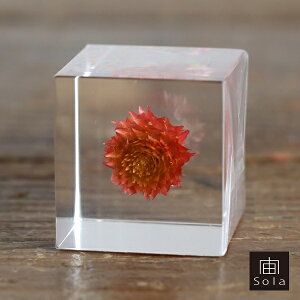 ��-sola- �\�� sola cube �Z���j�`�R�E �A�N�����L���[�u�E�T�M�m�l�h�R