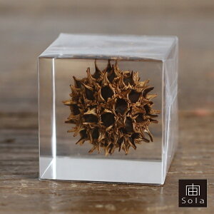 ��-sola- �\�� sola cube ���~�W�o�t�E �A�N�����L���[�u�E�T�M�m�l�h�R