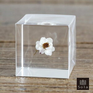 ��-sola- �\�� sola cube ���[�_���Z / Camomile sunray �A�N�����L���[�u�E�T�M�m�l�h�R